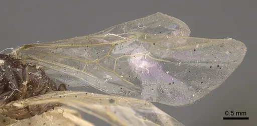 Solenopsis orestes specimen CASENT0917819 image casent0917819_5
