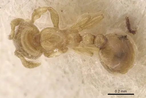 Solenopsis overbecki specimen CASENT0908878 image casent0908878_1