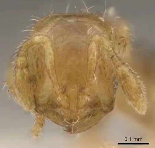 Solenopsis overbecki specimen CASENT0908878 image casent0908878_2