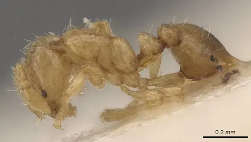 Solenopsis overbecki specimen CASENT0908878 image casent0908878_3