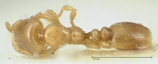 Solenopsis overbecki specimen FOCOL1870 image focol1870_1