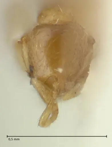Solenopsis overbecki specimen FOCOL1870 image focol1870_2