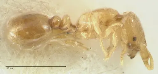Solenopsis overbecki specimen FOCOL1870 image focol1870_3