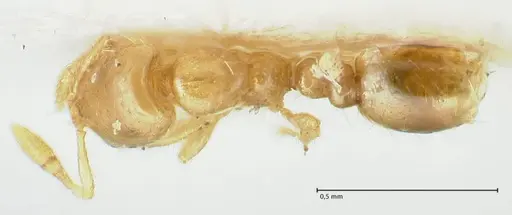 Solenopsis overbecki specimen FOCOL1871 image focol1871_1