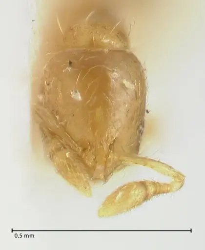 Solenopsis overbecki specimen FOCOL1871 image focol1871_2