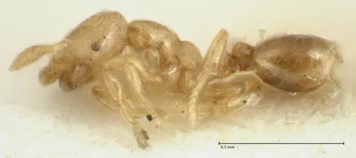 Solenopsis overbecki specimen FOCOL1871 image focol1871_3