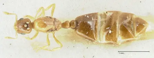 Solenopsis overbecki specimen FOCOL1872 image focol1872_1