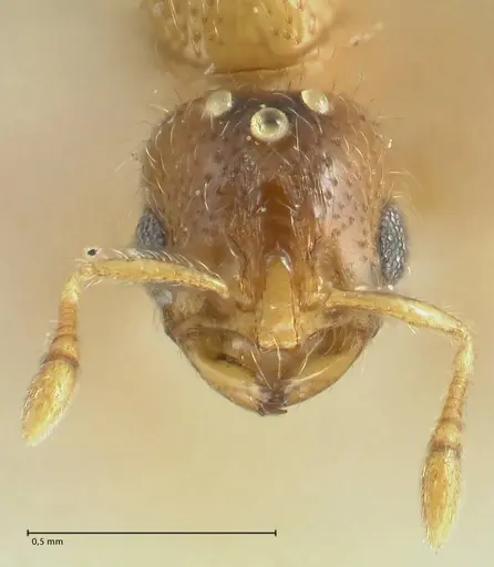 Solenopsis overbecki specimen FOCOL1872 image focol1872_2
