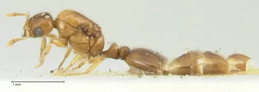 Solenopsis overbecki specimen FOCOL1872 image focol1872_3