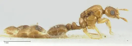 Solenopsis overbecki specimen FOCOL1872 image focol1872_4