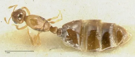 Solenopsis overbecki specimen FOCOL1873 image focol1873_1