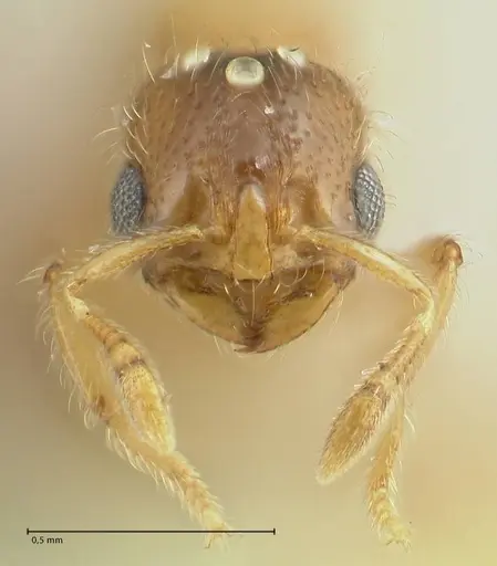 Solenopsis overbecki specimen FOCOL1873 image focol1873_2