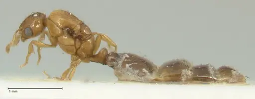 Solenopsis overbecki specimen FOCOL1873 image focol1873_3