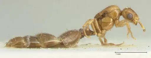 Solenopsis overbecki specimen FOCOL1873 image focol1873_4