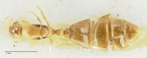Solenopsis overbecki specimen FOCOL1874 image focol1874_1