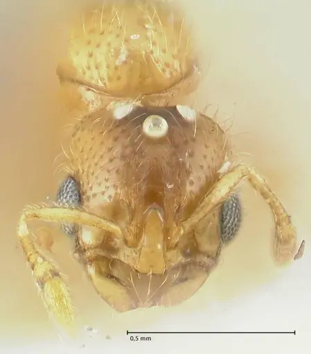 Solenopsis overbecki specimen FOCOL1874 image focol1874_2