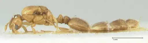 Solenopsis overbecki specimen FOCOL1874 image focol1874_3