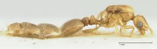 Solenopsis overbecki specimen FOCOL1874 image focol1874_4
