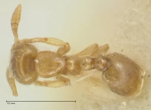 Solenopsis overbecki specimen FOCOL1875 image focol1875_1
