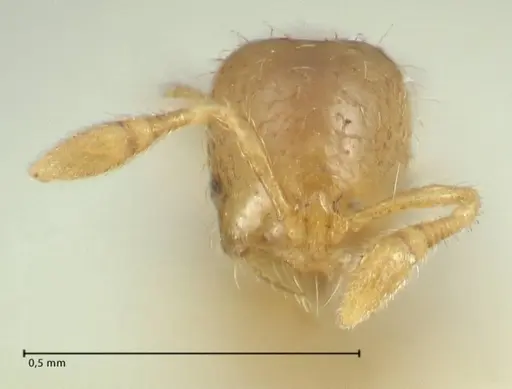 Solenopsis overbecki specimen FOCOL1875 image focol1875_2