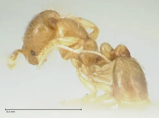 Solenopsis overbecki specimen FOCOL1875 image focol1875_3