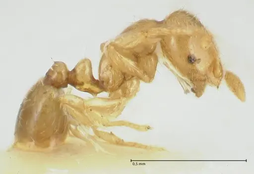 Solenopsis overbecki specimen FOCOL1875 image focol1875_4