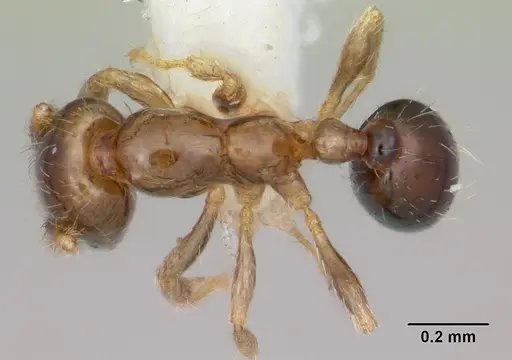 Solenopsis papuana specimen CASENT0103246 image casent0103246_1