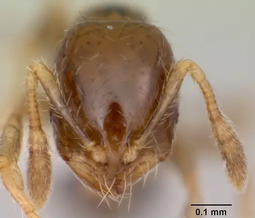 Solenopsis papuana specimen CASENT0103246 image casent0103246_2
