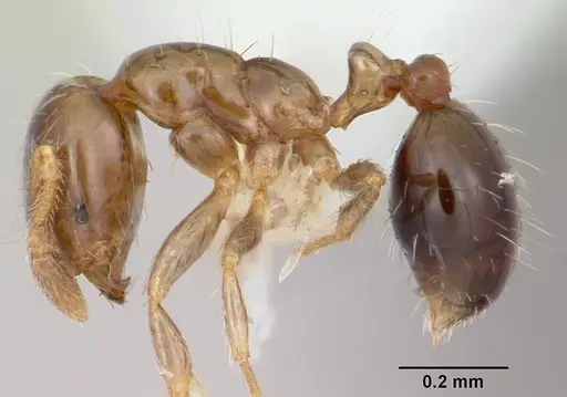 Solenopsis papuana specimen CASENT0103246 image casent0103246_3