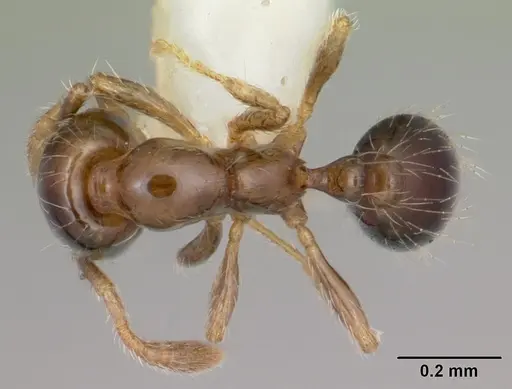 Solenopsis papuana specimen CASENT0103247 image casent0103247_1