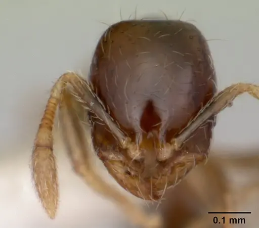 Solenopsis papuana specimen CASENT0103247 image casent0103247_2