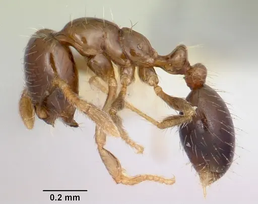 Solenopsis papuana specimen CASENT0103247 image casent0103247_3