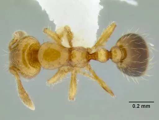 Solenopsis papuana specimen CASENT0106272 image casent0106272_1