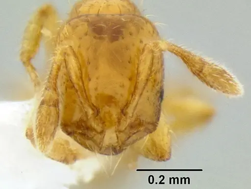 Solenopsis papuana specimen CASENT0106272 image casent0106272_2