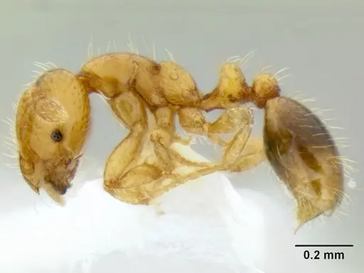 Solenopsis papuana specimen CASENT0106272 image casent0106272_3