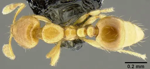 Solenopsis papuana specimen CASENT0171089 image casent0171089_1