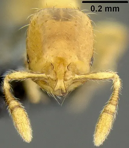 Solenopsis papuana specimen CASENT0171089 image casent0171089_2