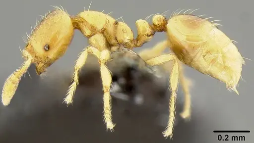 Solenopsis papuana specimen CASENT0171089 image casent0171089_3