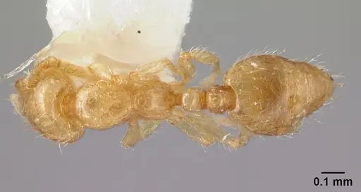 Solenopsis papuana specimen CASENT0178442 image casent0178442_1