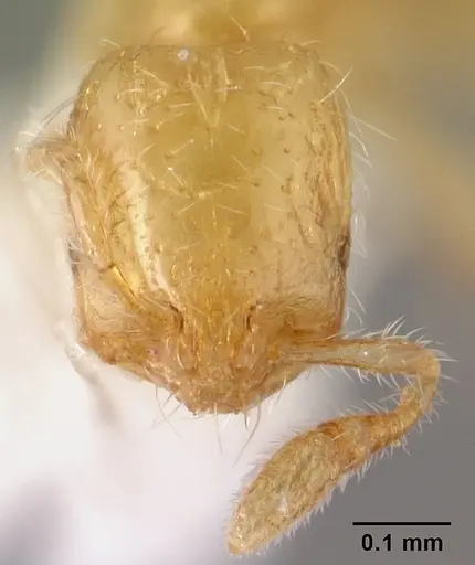 Solenopsis papuana specimen CASENT0178442 image casent0178442_2