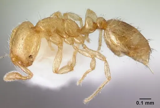 Solenopsis papuana specimen CASENT0178442 image casent0178442_3