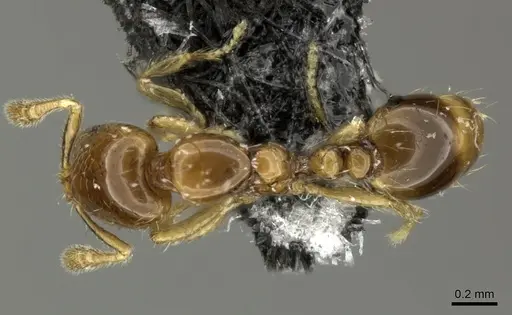 Solenopsis papuana specimen CASENT0199735 image casent0199735_1