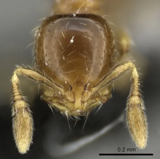 Solenopsis papuana specimen CASENT0199735 image casent0199735_2