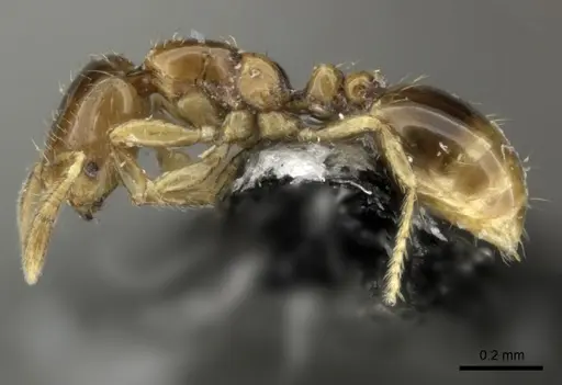 Solenopsis papuana specimen CASENT0199735 image casent0199735_3