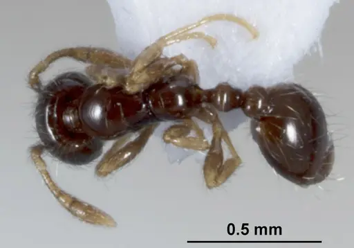 Solenopsis papuana specimen CASENT0872756 image casent0872756_1