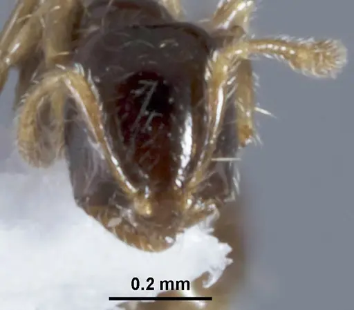 Solenopsis papuana specimen CASENT0872756 image casent0872756_2