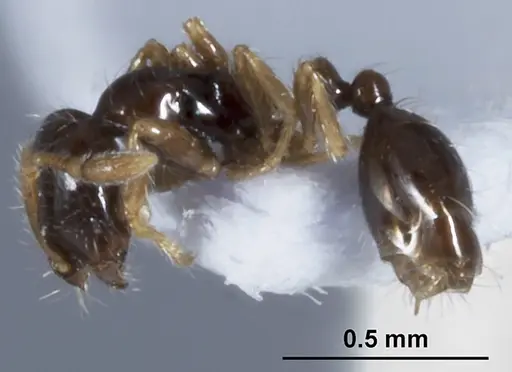 Solenopsis papuana specimen CASENT0872756 image casent0872756_3
