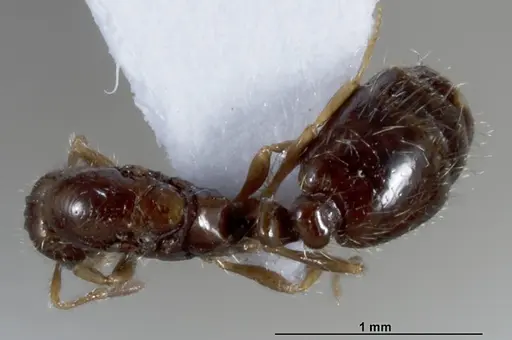 Solenopsis papuana specimen CASENT0872757 image casent0872757_1