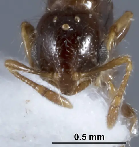 Solenopsis papuana specimen CASENT0872757 image casent0872757_2