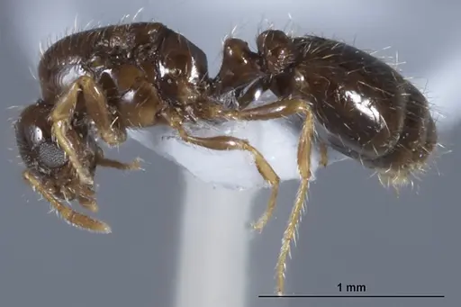 Solenopsis papuana specimen CASENT0872757 image casent0872757_3